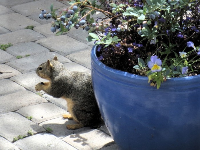 Squirrel_blueberry2_05252013