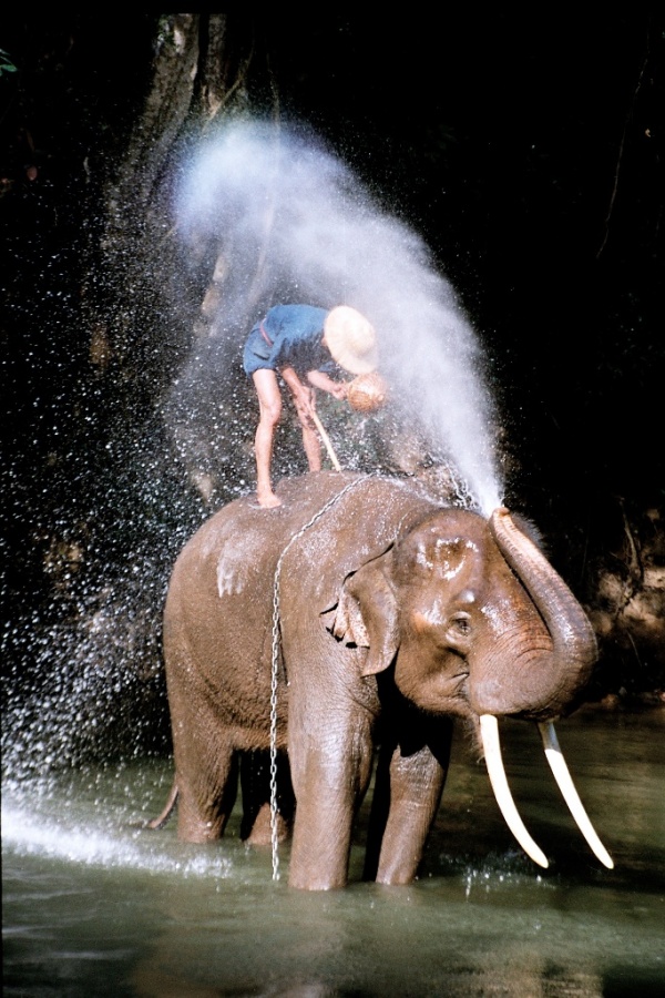 Top 10 Greatest Countries to Retire 42 Thailand,_elephant