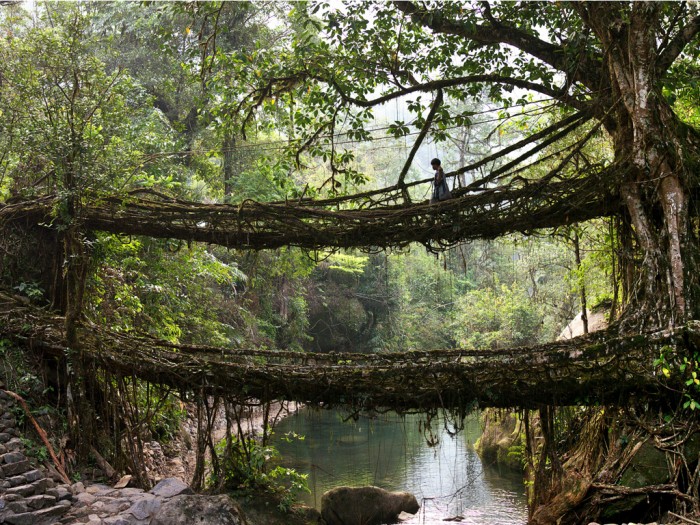 Have You Ever Seen Breathtaking & Weird Bridges Like These Before? 38 The-living-tree-root-brid-012