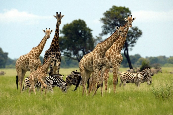 Zimbabwe-Tourism-Slumps-because-of-Which-Airlines-Meshed