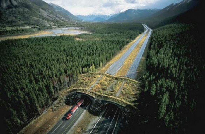 Animal Bridge The bridge can be found in Banff National Park, Canada. It is constructed for animals such as wolves, bears and other animals to cross to the Banff National Park. 
