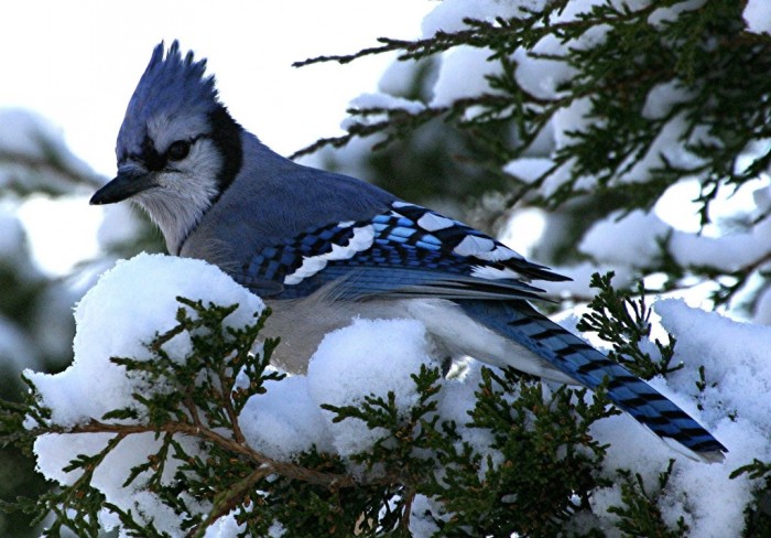 blue jay bird 6114 hd wallpaper backgrounds