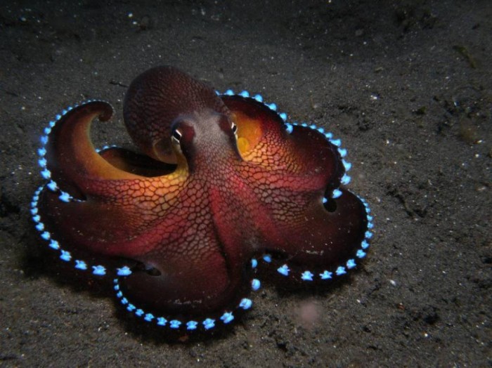 coconut-octopus3 Not Just Animals! They Are Real & Incredible Thieves