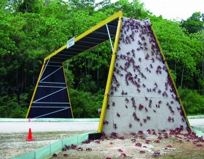 Crab Bridge It is situated in Christmas Island, Australia. The bridge is built for red crabs to help them to migrate to the ocean. 