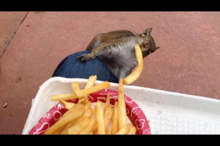 cute-squirrel-eats-fries Not Just Animals! They Are Real & Incredible Thieves