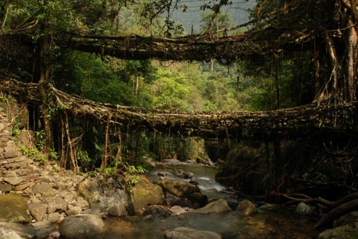 Living Root Bridges This bridge is located in India. It is in fact a natural bridge that does not require the intervention of architects to be built. The bridges are formed by the aerial roots of fig trees. 