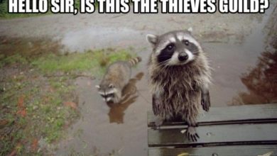 looking for the thieves guild Not Just Animals! They Are Real & Incredible Thieves - 3