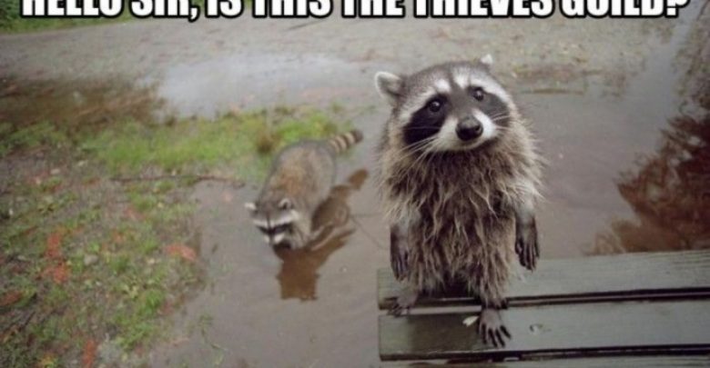 looking for the thieves guild Not Just Animals! They Are Real & Incredible Thieves - animals 7