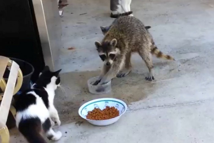o-RACCOON-STEALS-CAT-FOOD-facebook Not Just Animals! They Are Real & Incredible Thieves