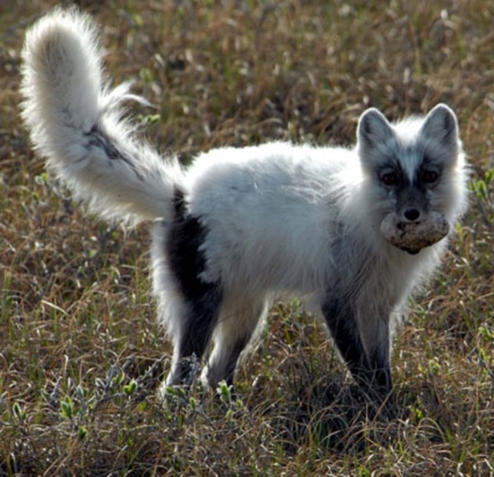 shedding-arctic-fox