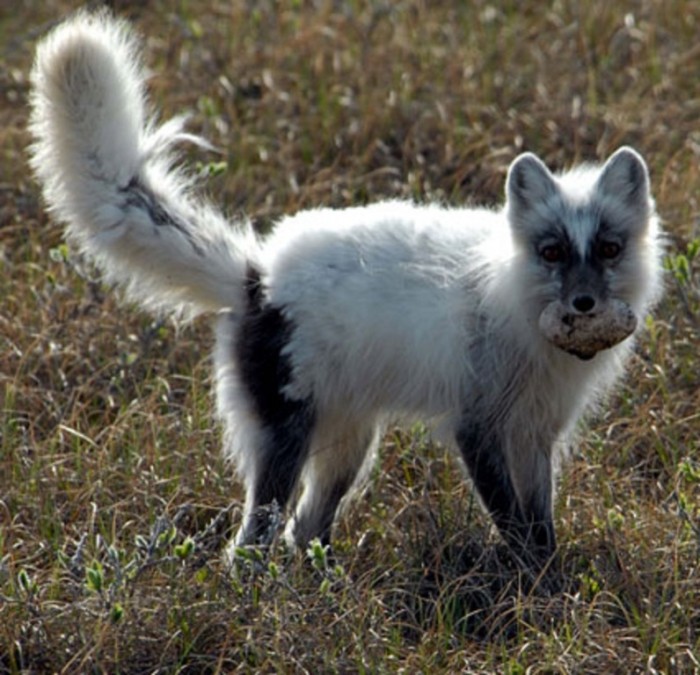 shedding-arctic-fox