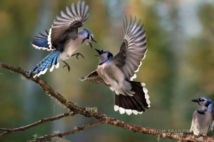sp26 blue jay battle