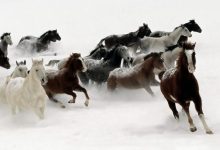 winter horse hd wallpaper by ahmad8khan d3j4zju 15 Elegant and Breathtaking Horse Hair Bracelets - 15