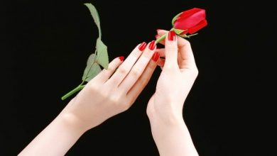 10 Ways To Get Beautiful Hands 1 Red Rose Flower In Beautiful Hands Wallpaper 10 Ways To Get Beautiful Hands - 1