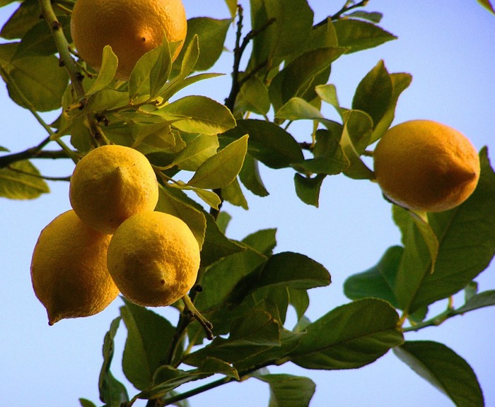 startlivingecofriendly-uses-of-lemon-peels 9 Awesome Uses Of Lemon In Your Home