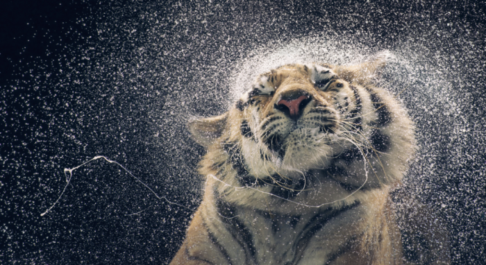 british-photographer-tim-flach-created-a-series-called-more-than-humans-including-this-stunning-picture-of-a-tiger-drying-off
