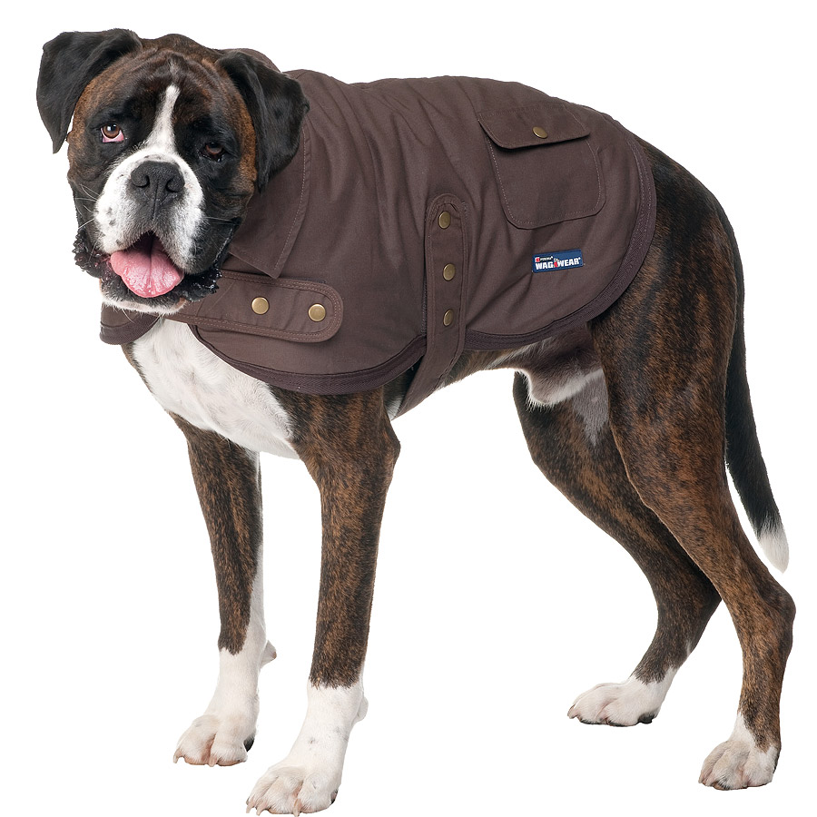 13664.tag_.1 Top 35 Winter Clothes for Dogs