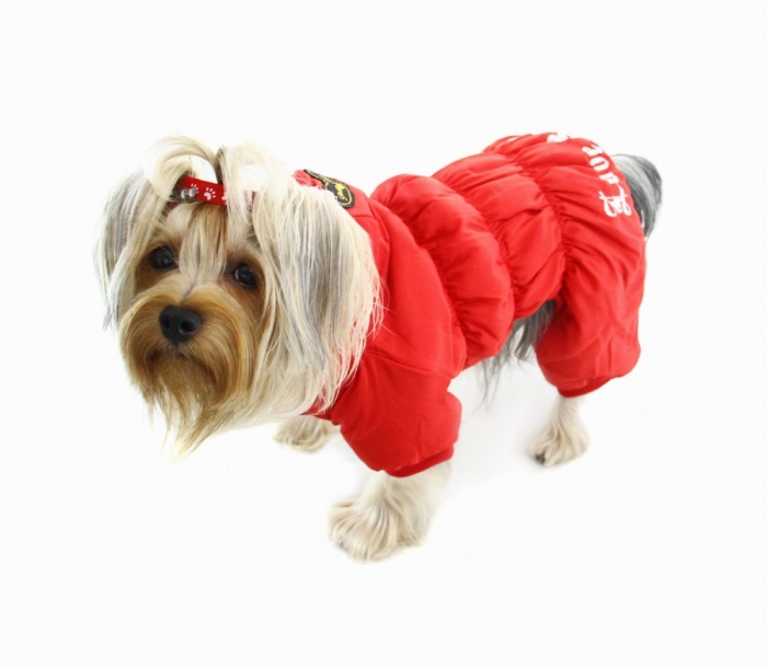 Top 35 Winter Clothes for Dogs