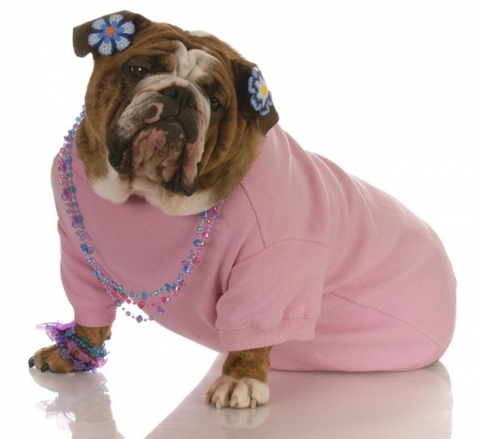 Top 35 Winter Clothes for Dogs 35 178949_619414931419431_756559457_n