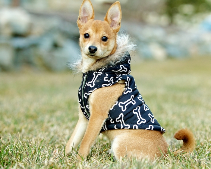 Top 35 Winter Clothes for Dogs 46 IMG_2607