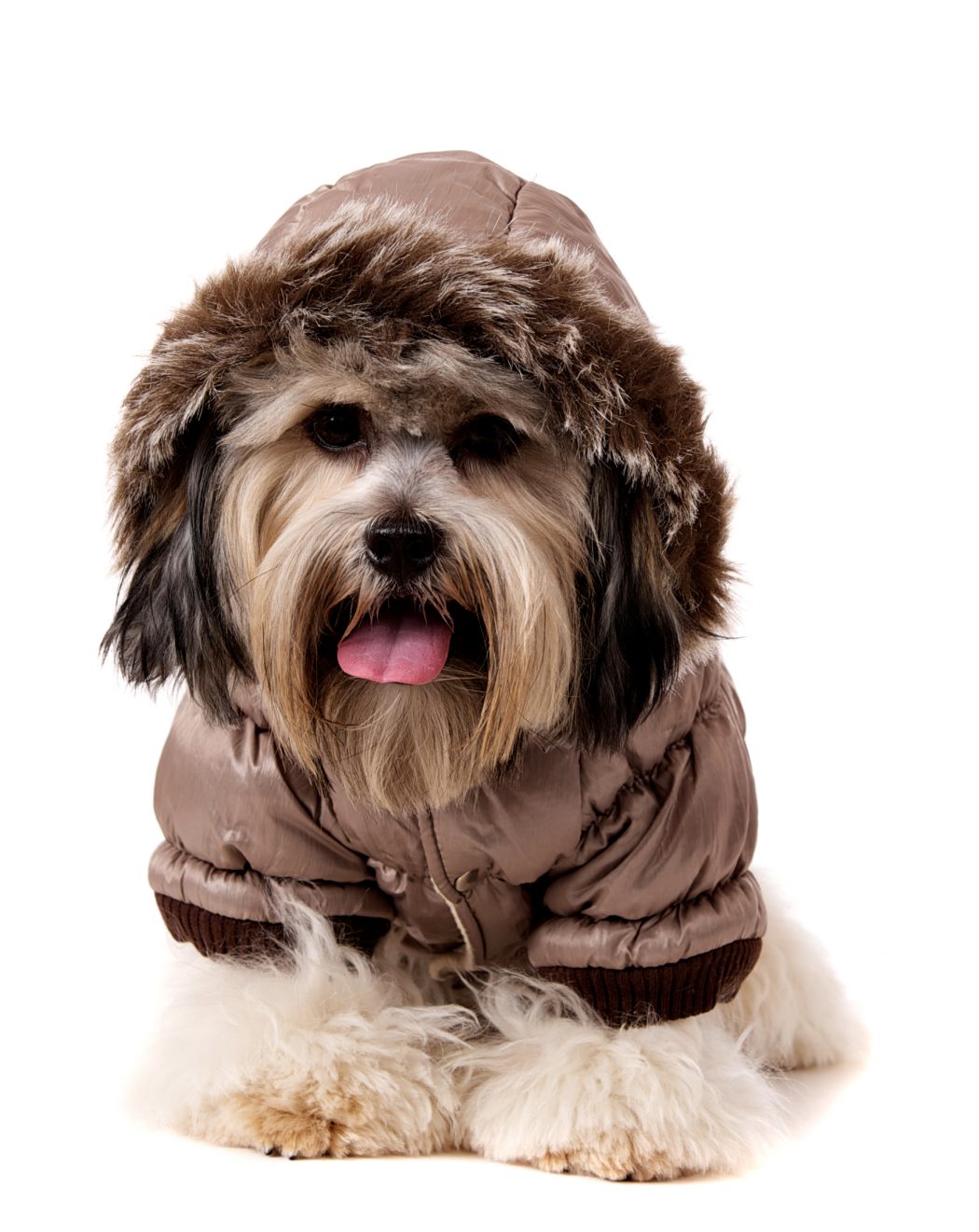 Luxury-Quilted-Parka-with-Detachable-Hood1 Top 35 Winter Clothes for Dogs