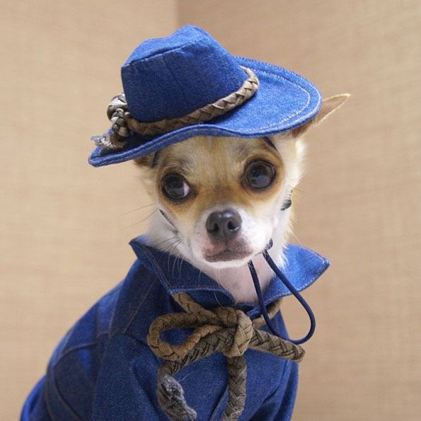 Montijiro-best-dressed-dog_6 Top 35 Winter Clothes for Dogs