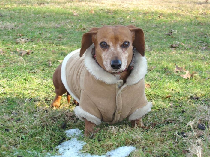 dogcoat_022013_st_tif_ Top 35 Winter Clothes for Dogs