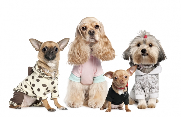 iStock_000009204141Medium Top 35 Winter Clothes for Dogs