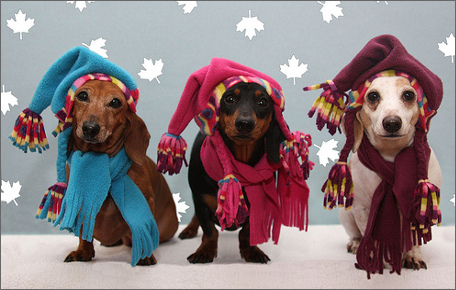 Top 35 Winter Clothes for Dogs 30 winterdogs