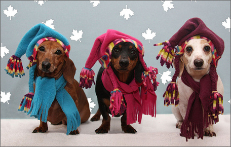 winterdogs Top 35 Winter Clothes for Dogs
