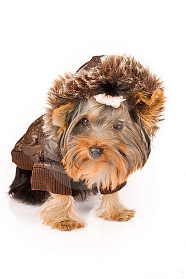 yorkshire-terrier-brown-winter-jacket-dog-18073204