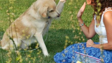 How to Train Your Dog 91 dog train high five How to Train Your Dog - 12