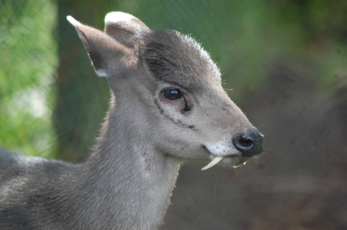Take a Look at the Scary Vampire Deer before It Disappears 13 0_aecce_a35b9d10_orig