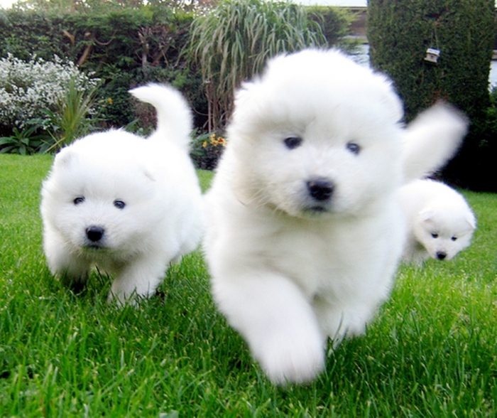 Do You Like the Fluffy Samoyed Puppies? 9 2073731654_ab7983374f