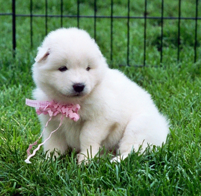 Do You Like the Fluffy Samoyed Puppies?