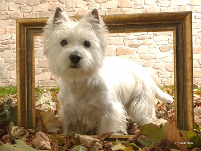 306884 5 Most Hidden Facts About Westie Puppies ... [Exclusive]