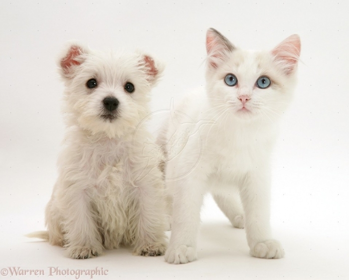 31123-Ragdoll-kitten-with-Westie-pup-white-background 5 Most Hidden Facts About Westie Puppies ... [Exclusive]
