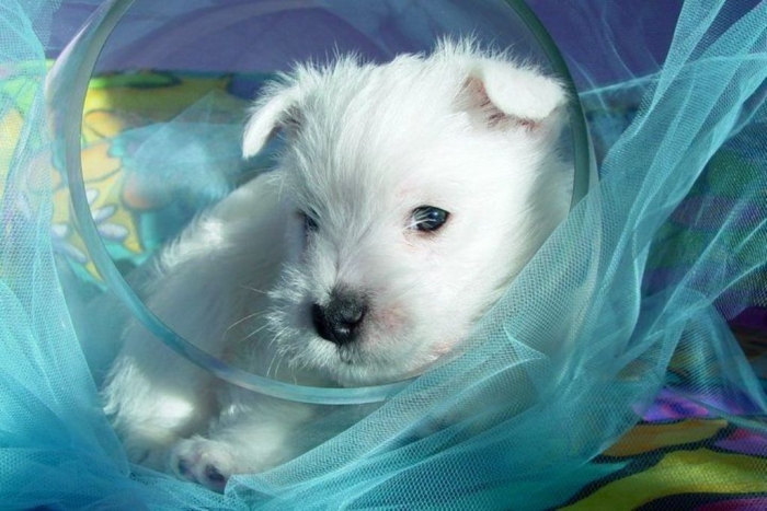 3169df9837ceb294f6e95b34265c8928 5 Most Hidden Facts About Westie Puppies ... [Exclusive]
