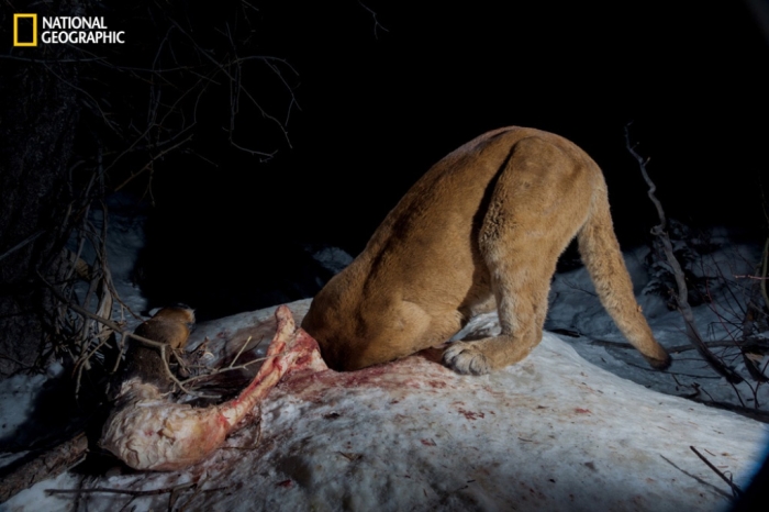 Mountain Lion “The Large Cat” ... Most Hidden Facts 4 72016_ba19bea49ab9c6e6bbcd97a951a24122_0576255b7451d9c350738f217fcf3b15