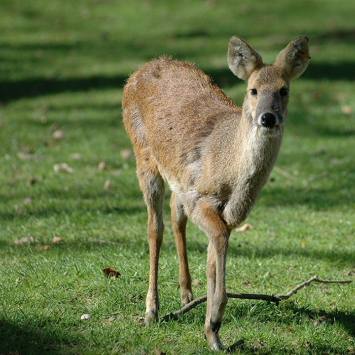 Take a Look at the Scary Vampire Deer before It Disappears 12 8509595578_4b383a817f