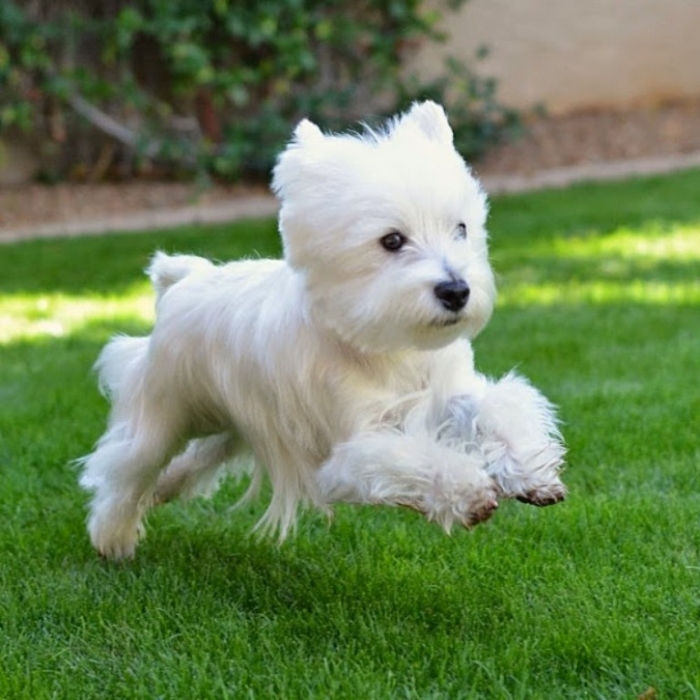 CUTE-WESTIE-PUPPY 5 Most Hidden Facts About Westie Puppies ... [Exclusive]