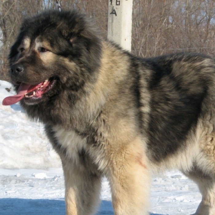 Caucasian-Shepherd-Dog-in-the-Snow-1030x1027 Top 7 Strangest Caucasian Mountain Dog Facts