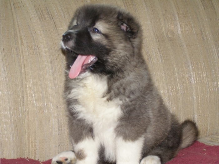 CaucasianShep