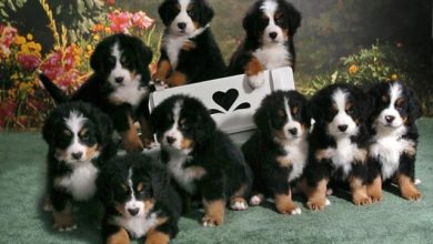 Copy of bernese mountain dog puppies qpthmwkt e1394049156428 Top 7 Strangest Caucasian Mountain Dog Facts - 4 smartest dog breeds