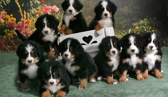 Copy of bernese mountain dog puppies qpthmwkt e1394049156428 Top 7 Strangest Caucasian Mountain Dog Facts - The Caucasian Mountain Dog 1