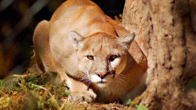 Copy of mountain lion jr2012 Mountain Lion “The Large Cat” ... Most Hidden Facts - 7