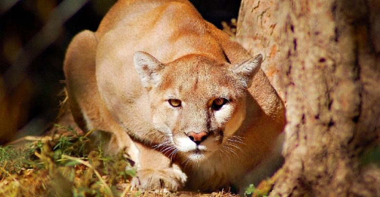 Copy of mountain lion jr2012 Mountain Lion “The Large Cat” ... Most Hidden Facts - animals 6