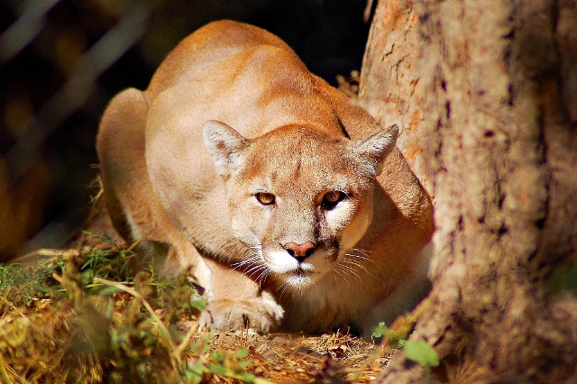 Copy of mountain lion jr2012 Mountain Lion “The Large Cat” ... Most Hidden Facts - 224 Pouted Lifestyle Magazine