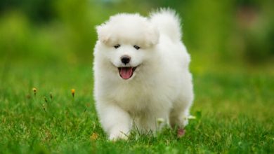 Copy of shutterstock 147148859 Do You Like the Fluffy Samoyed Puppies? - 8