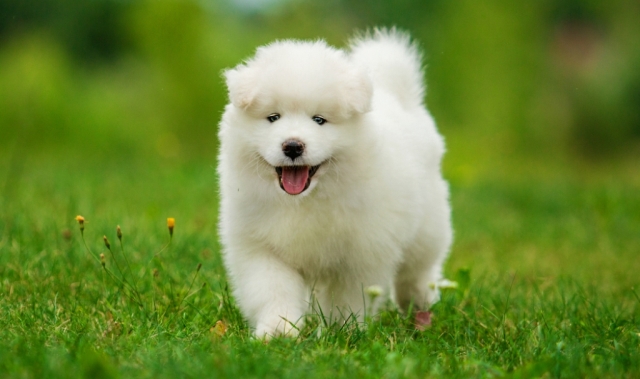 Copy of shutterstock 147148859 Do You Like the Fluffy Samoyed Puppies? - Pets 5